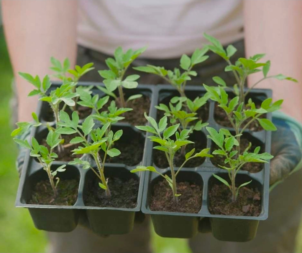 Litchi Tomatoes Seedlings
