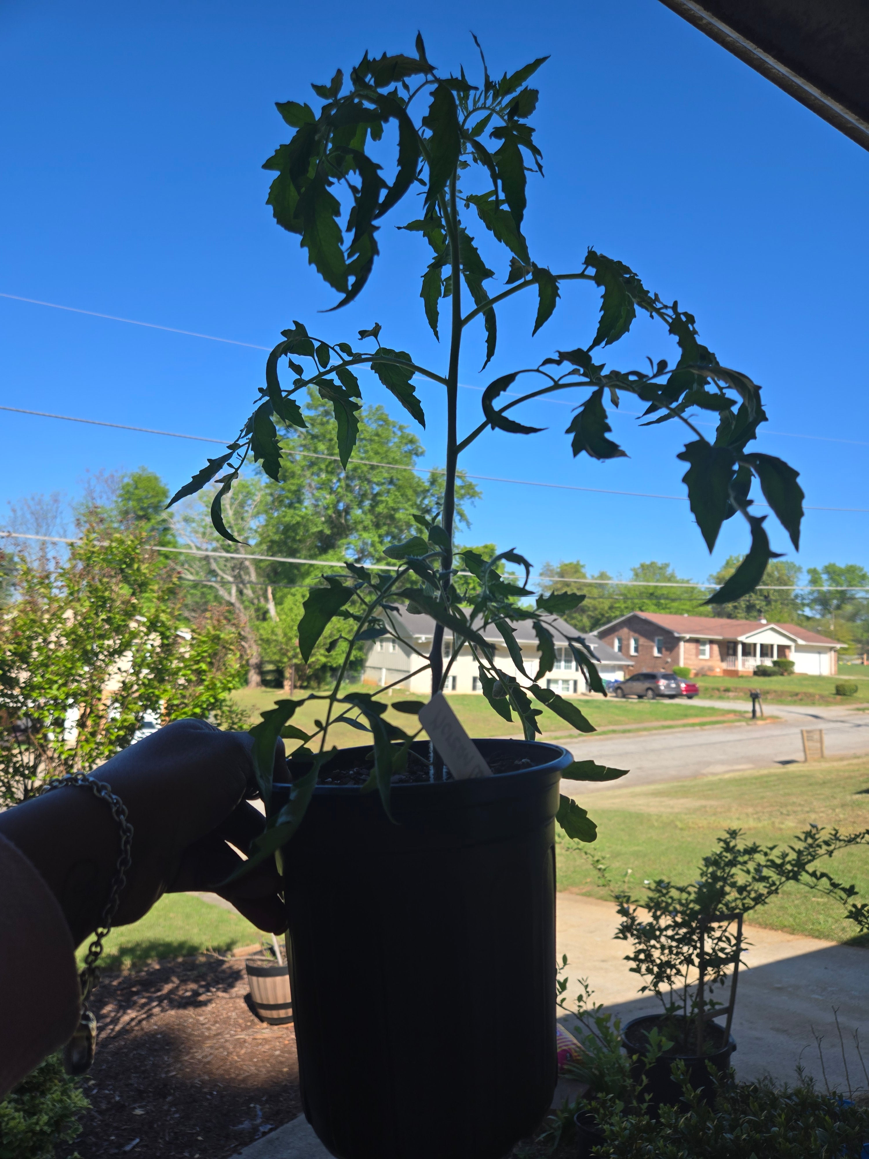 Litchi Tomatoes (1 Gallon transplant)