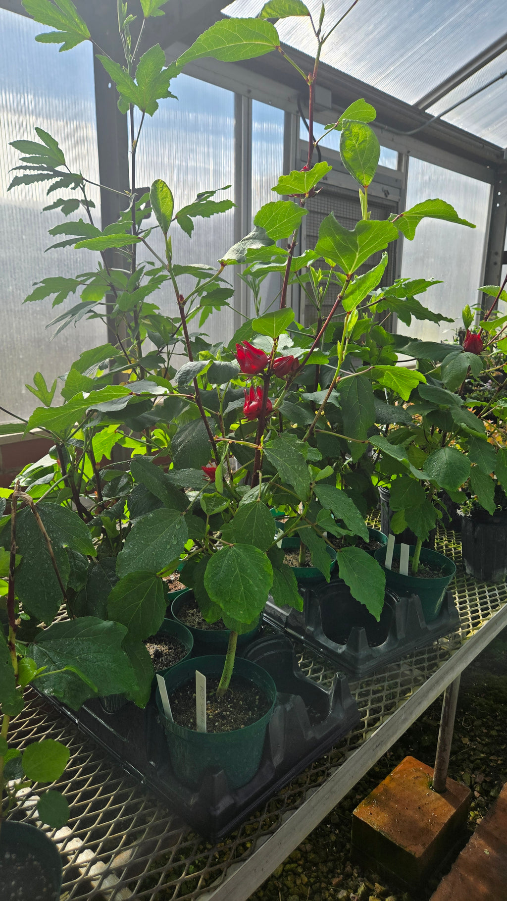 Roselle Sorrell Seedlings