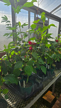 Roselle Sorrell Seedlings
