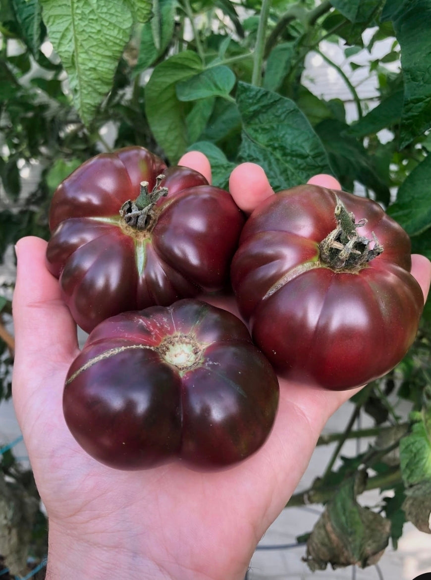True Black Bradywine 1 Gallon Transplant
