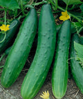 Dragon Burpless Cucumber Seedling