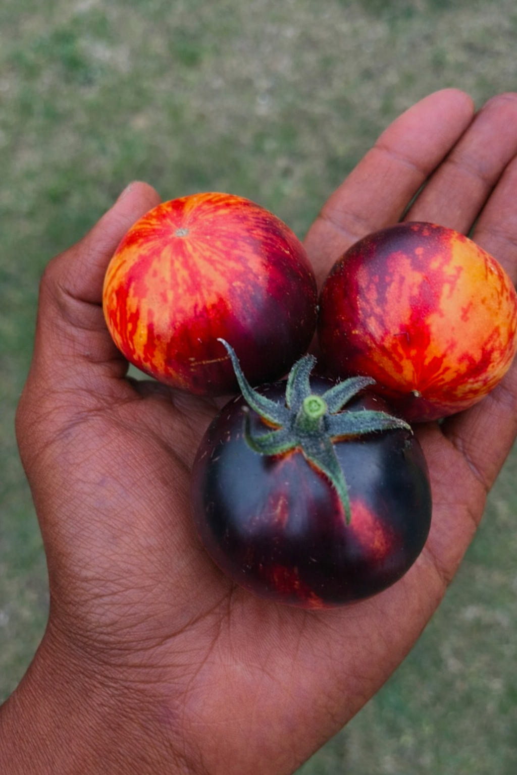 Queen of the Night Tomato  (1 Gallon Transplant)